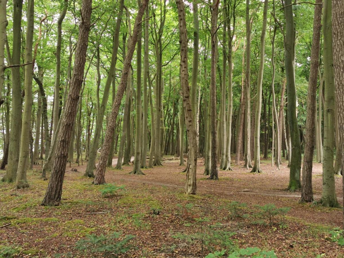 Ferienhaeuschen Kuestenwald Bei Warnemuende, Eigener Garten, Terrasse Mit Strandkorb, 400M Zum Strand Diedrichshagen  Kültér fotó
